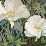 Matilija Poppies $140